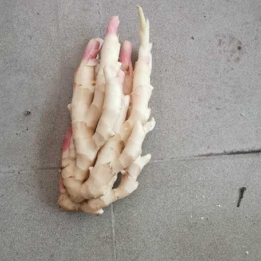 生姜 姜