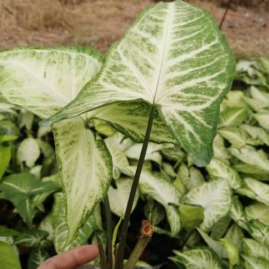 绿精灵合果芋盆栽 白蝴蝶