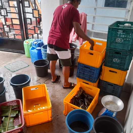 深圳 菲律宾活青蟹
