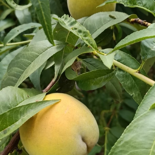 磁县锦绣黄桃 加工型黄桃