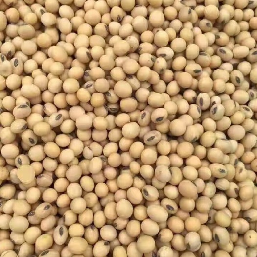 天津 俄罗斯现货大豆