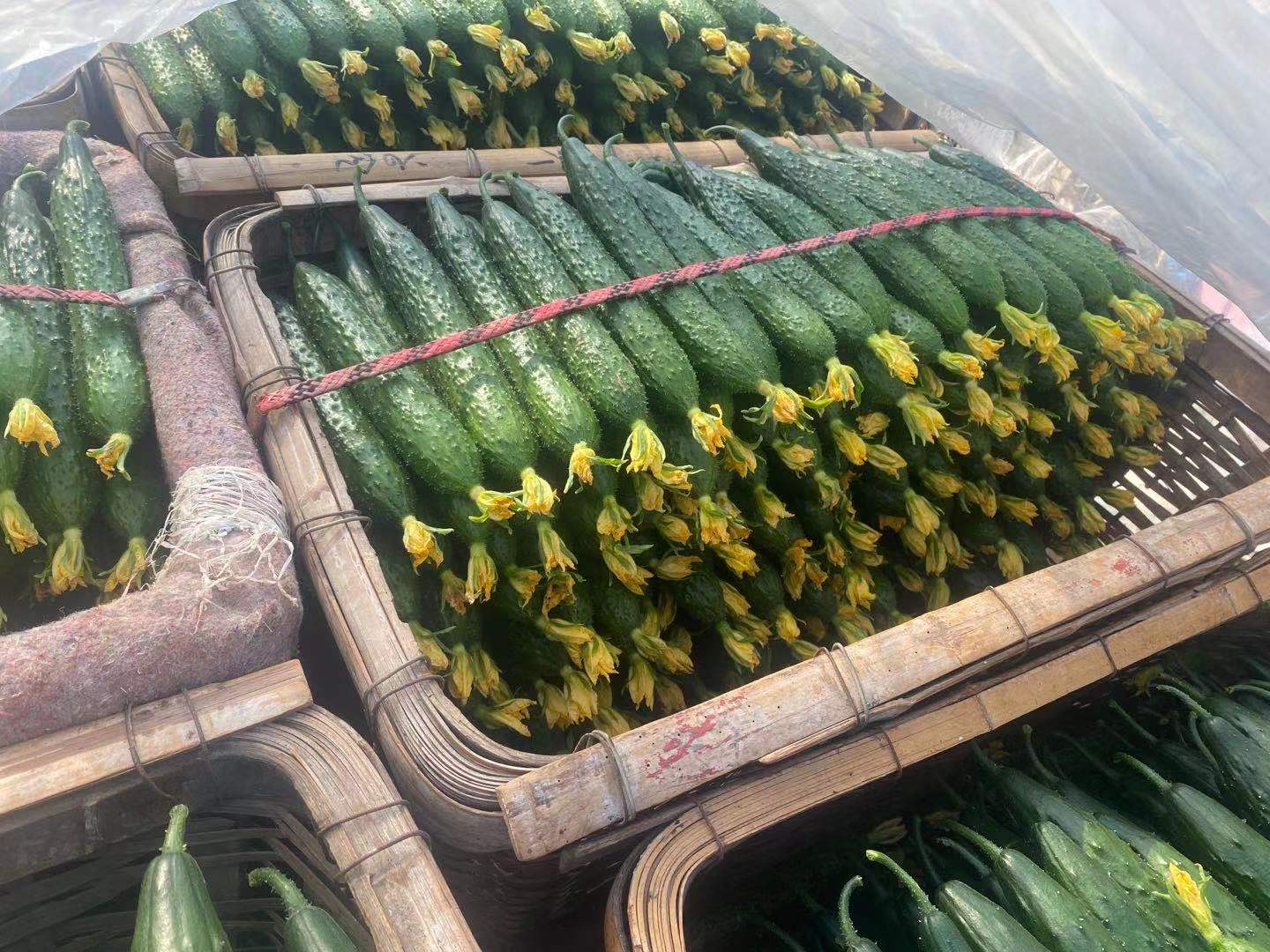 [刺黄瓜批发]刺黄瓜 鲜花黄瓜价格2.5元/斤 惠农网