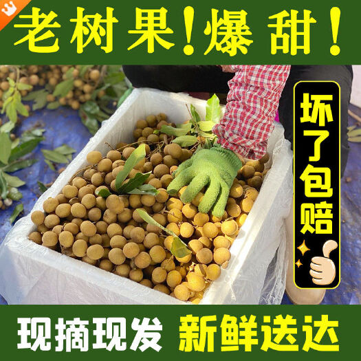 信宜市【畅销榜】5斤龙眼新鲜现摘桂圆批发石硖龙眼当季鲜龙眼应季水果