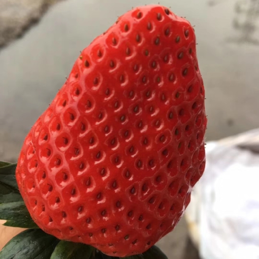 泰安章姬草莓苗（甜宝）果个大，抗病性强