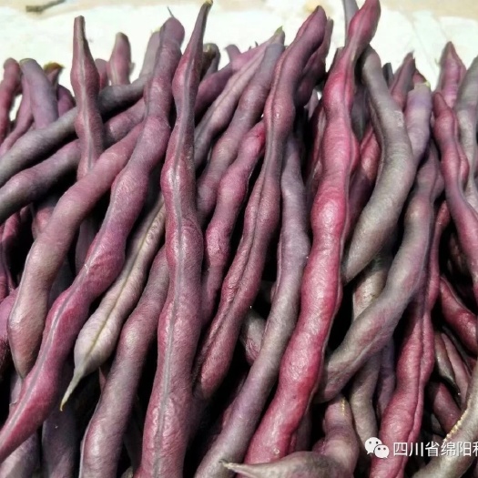 绵阳紫四季豆种子  （紫豆角）