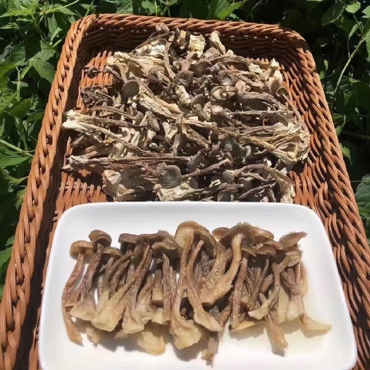 玉林 鹿茸菇
