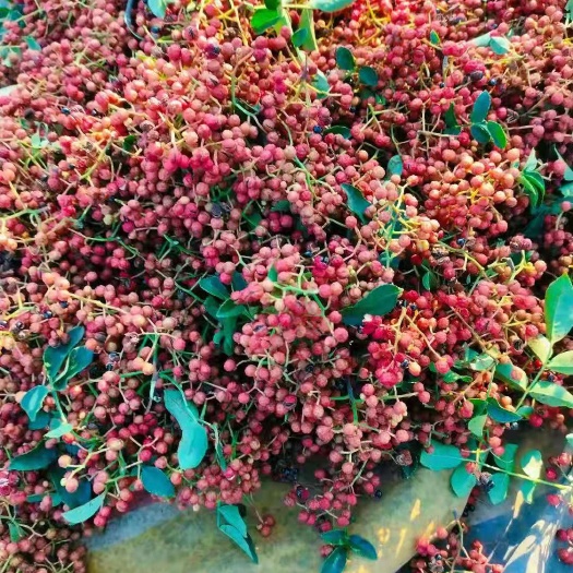 伊川县大红袍花椒  自家合作社种植大红袍粒大饱满香味浓