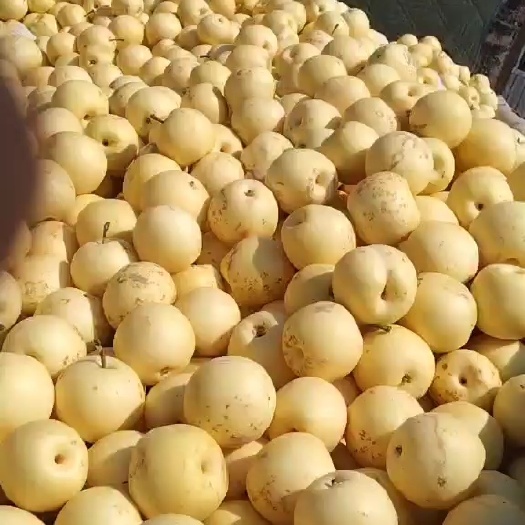 深州市皇冠梨，精品皇冠高次梨，