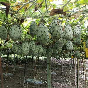  基地种植火参果