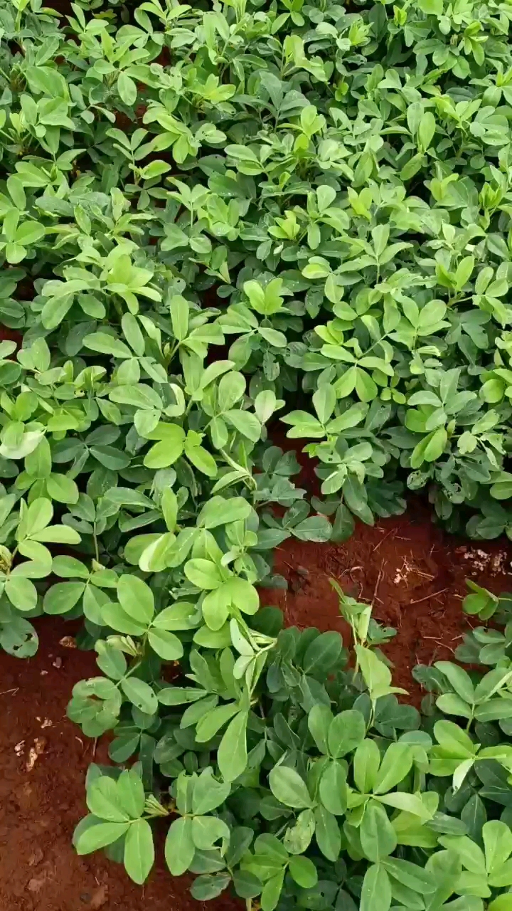 云南鲜花生
