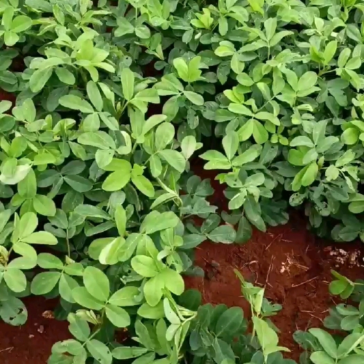 云南鲜花生