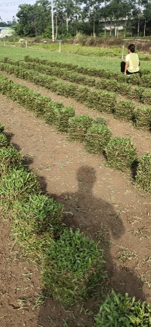 博罗县大叶油草