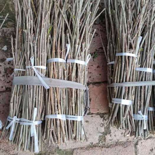 临沂白蜡树金蝉卵枝条，金蝉苗