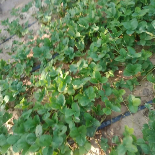 商丘甜宝草莓苗 地栽苗 是 