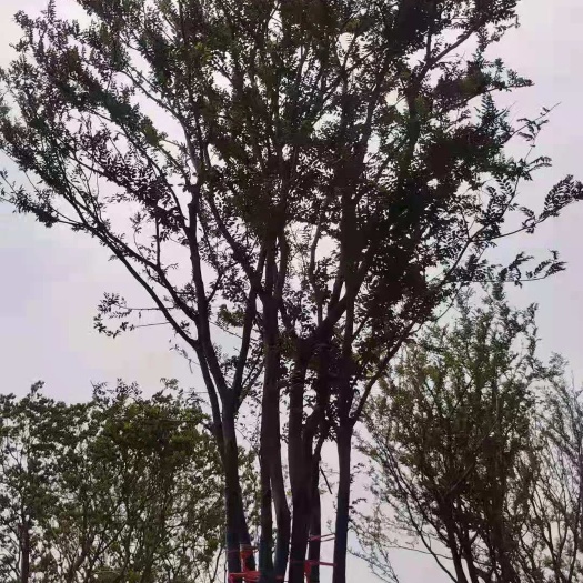 南京丛生朴树30--200公分大量处理