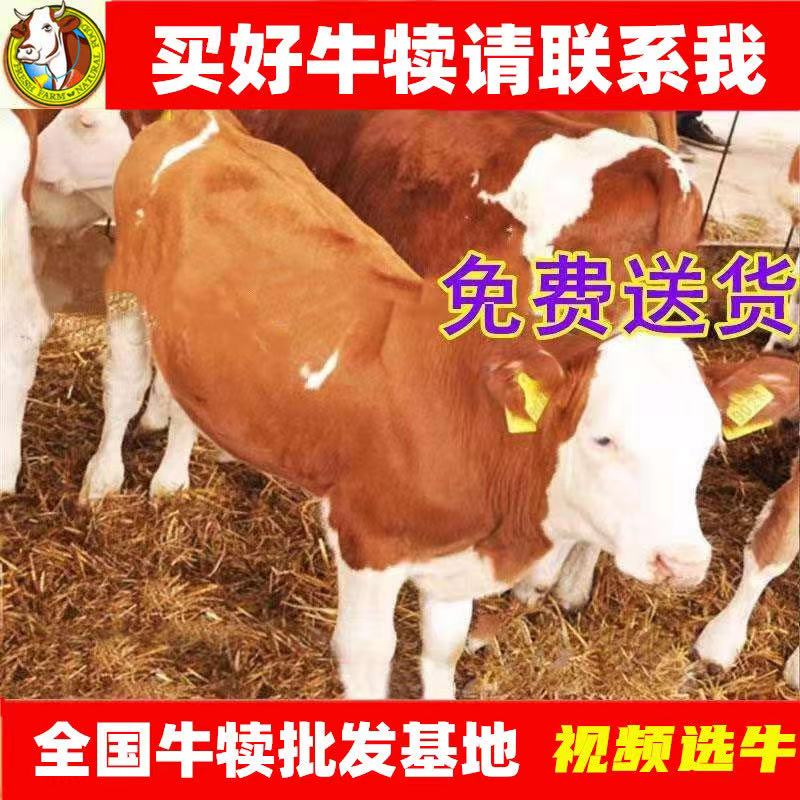 东平县犏牛  牛犊  有需要买牛苗的请联系我 价格合适
