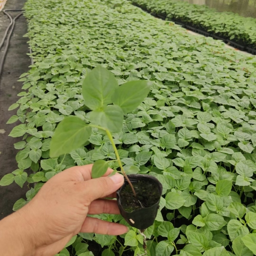 灵山县 五彩辣椒苗