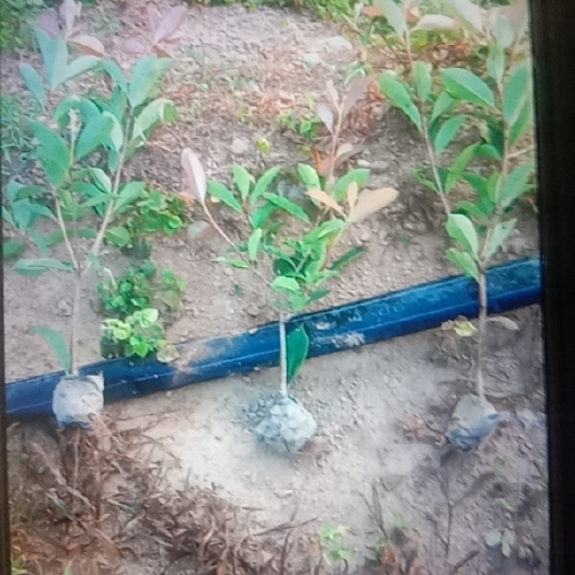 沂南县火焰红 红叶石楠小苗，石十南球出售