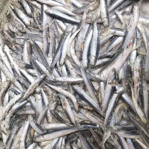 荣成市饲料鱼