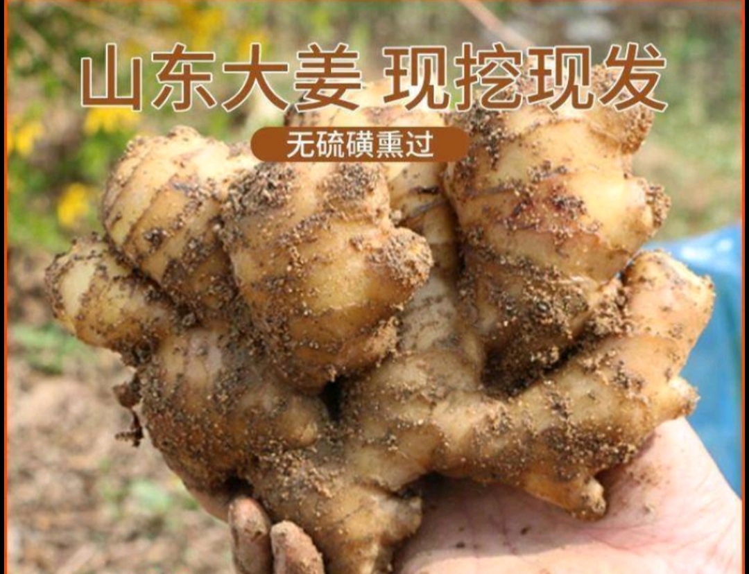 大黄姜 生姜-大姜
