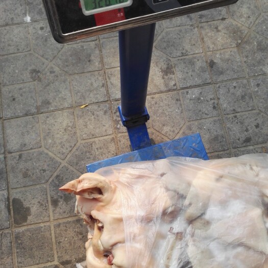 无极县水退羊头