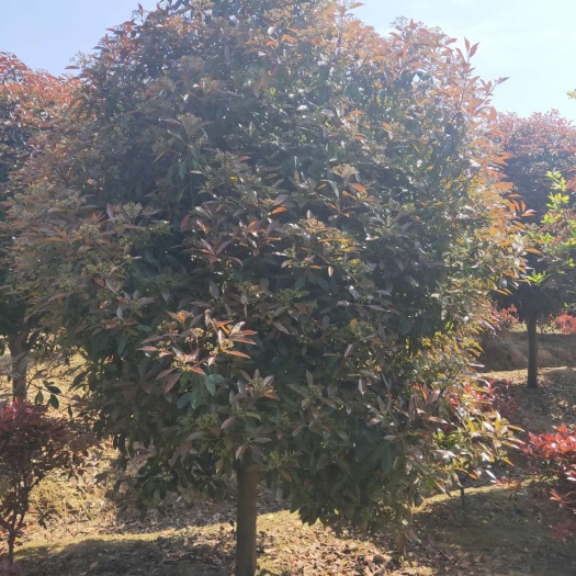南京高杆红叶石楠 3.5米~5米 8~10公分 10~12公分