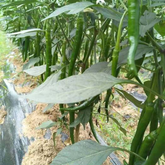 贵阳 贵州3号、8号鲜线椒大量供应，现摘现卖