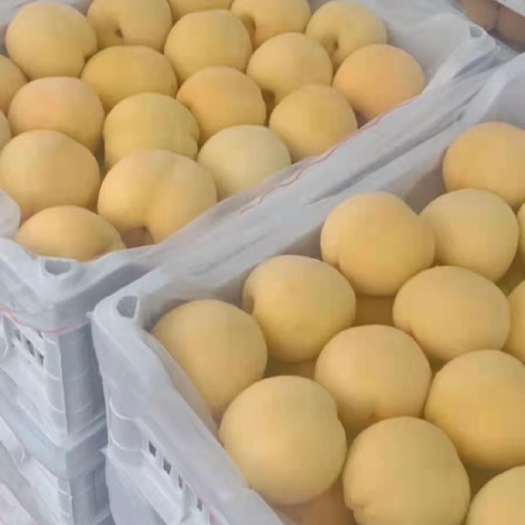 沂水县黄金冠黄桃  黄桃大量上市，欢迎各位老板来电咨询订购，保证质量，货真价实，