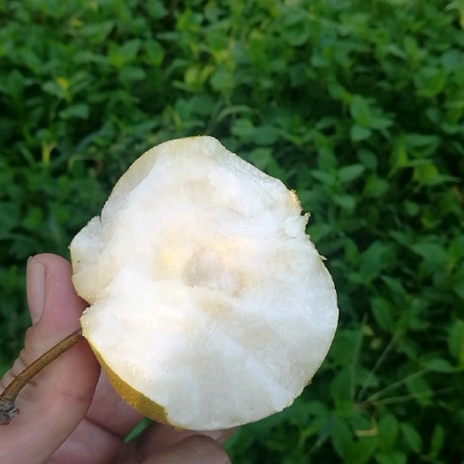 鲁山县 圆黄梨四两起步