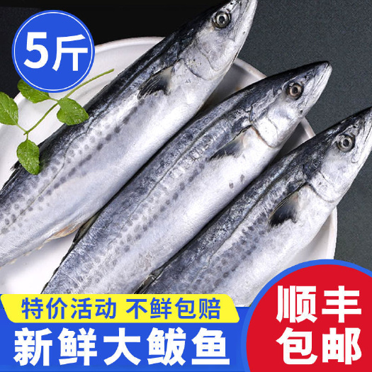 日照鲅鱼新鲜深海海鱼青占鱼青花鱼大鲅鱼海鲜非马鲛鱼