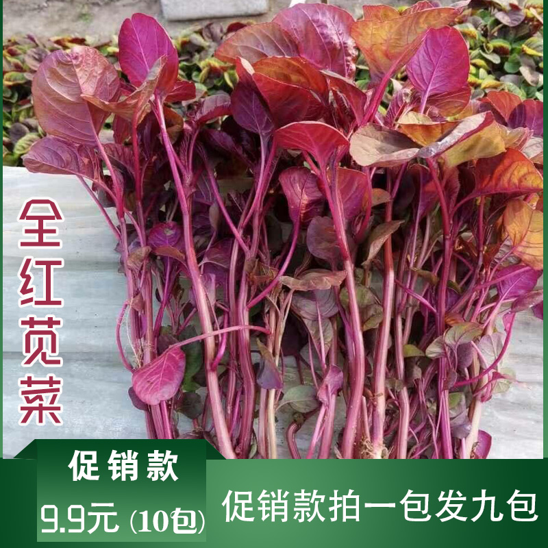 沭阳县红苋菜种子包邮全红苋菜种子花红苋菜种子青圆苋菜种子送种植资料