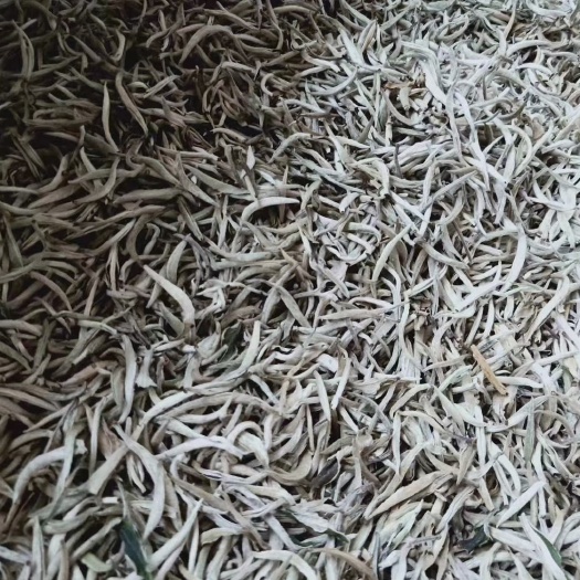 无极县 白毫银针