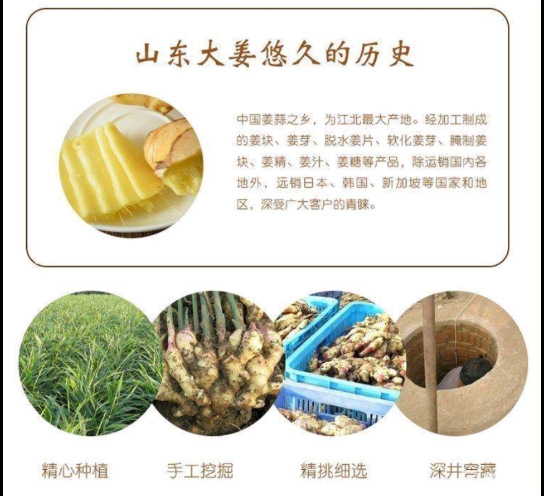 大黄姜 生姜-大姜