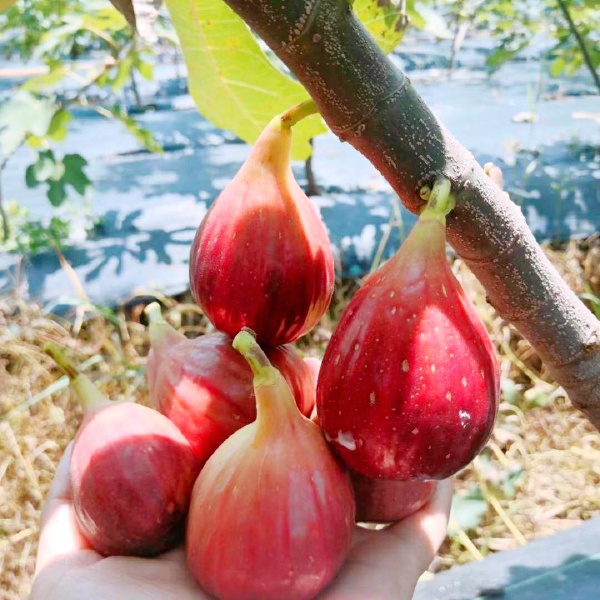 玛斯义陶芬  无花果