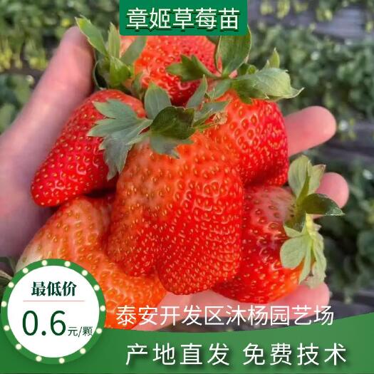 泰安章姬草莓苗，甜宝草莓苗，自产自销，品种保证