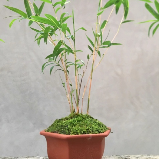 南靖县红竹盆景观音竹桌面绿植书房庭院阳台植物小红竹子苗竹子