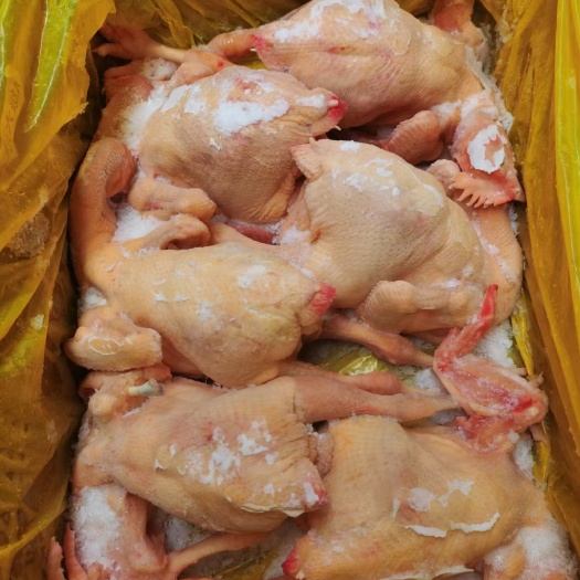 阳谷县白条鸡  三黄鸡，厂家直销，质量有保证，欢迎各位老板前来询价