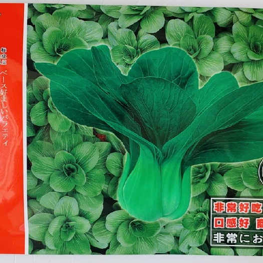 余干县绿翡翠青梗菜种子晓富种业耐热耐雨