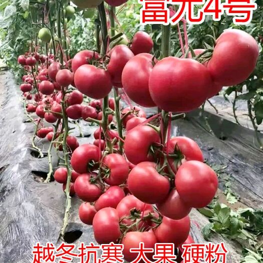 粉果番茄种子  富尤4号：越冬抗寒番茄种子西红柿种子
