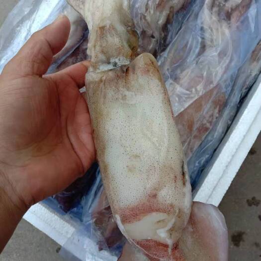 沈阳黄海鱿鱼 东海鱿鱼