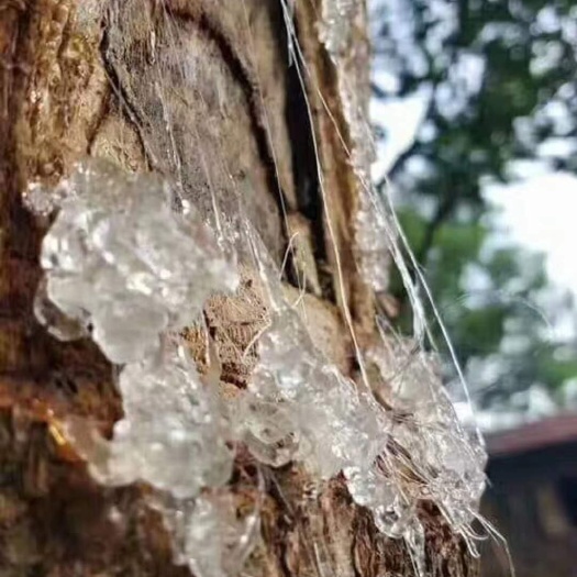 瑞丽市雪燕小米粒 易泡发 拉丝效果好 支持一件代发