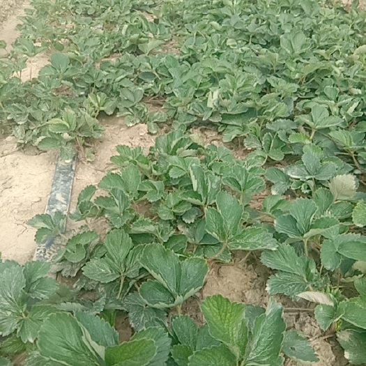 襄樊红颜草莓苗 大叶红颜