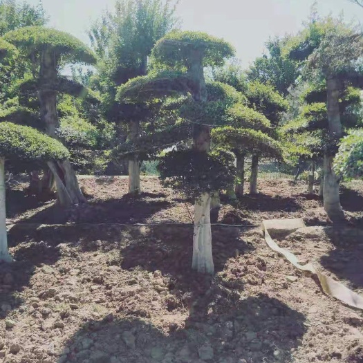 泰安 精品造型对节白蜡，基地直销