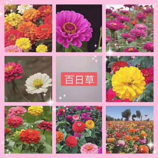 隆德县 春季花种百日草大花杂色高杆矮杆公园绿化带草坪美化园林设计花种
