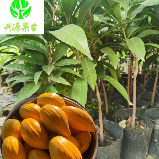 蛋黄果苗  耀堂仙桃苗  AL罗斯果正品嫁接苗 杯苗