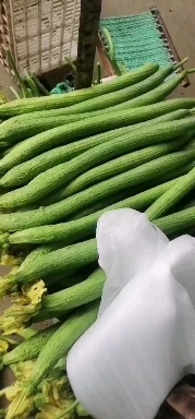 濮阳县 鲜花丝瓜基地