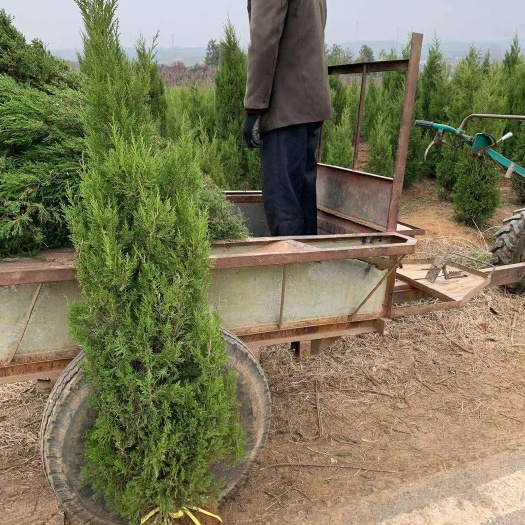 塔柏  蜀桧价格 1.5蜀桧多少钱