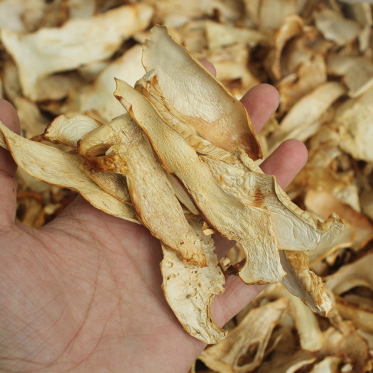 云南野生菌老人头菌