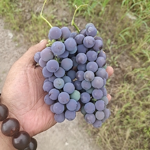 牡丹江酿酒葡萄 贝达葡萄