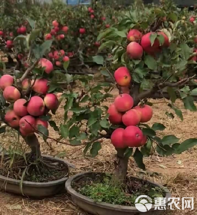 奶油富士苹果苗 苹果盆景